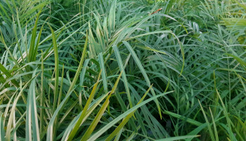 Sierplant kan landbouw aanzienlijk teisteren: terugroepactie na vondst aaltjes