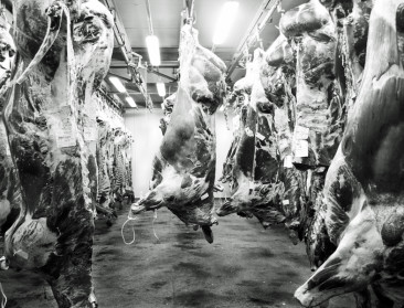 Externe instantie zal alle slachthuizen doorlichten