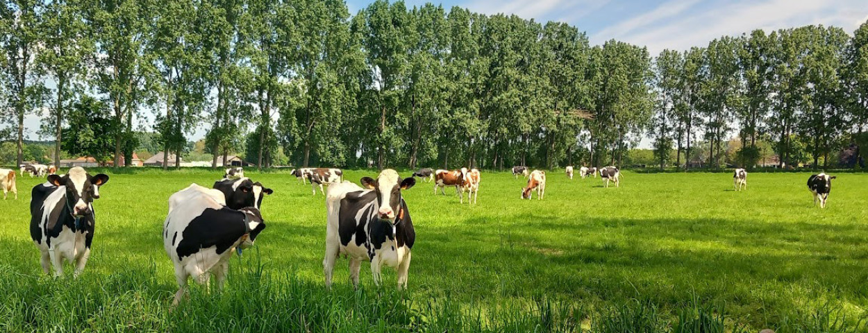 Mendonk melkkoeien OCMW Gent