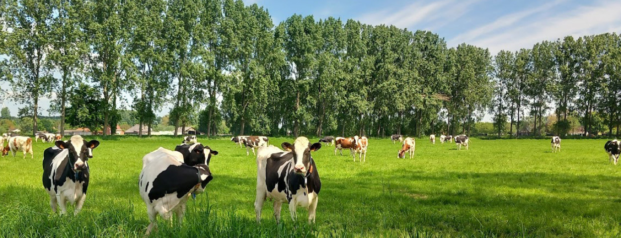 Mendonk melkkoeien OCMW Gent