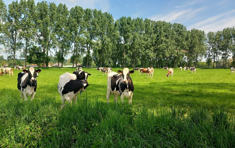 Vlaanderen en Nederland vernieuwen samen meetrichtlijnen voor emissies uit veestallen