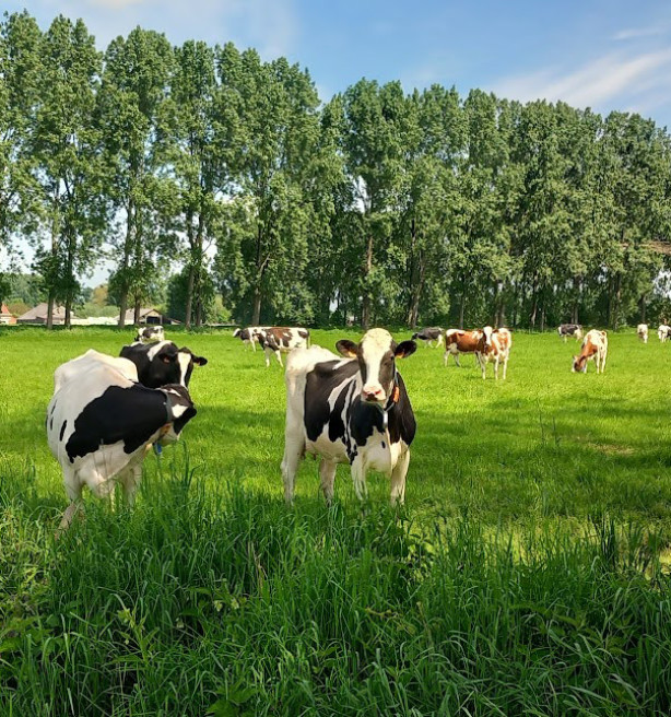 Vlaanderen en Nederland vernieuwen samen meetrichtlijnen voor emissies uit veestallen