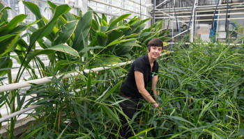 Oost-Vlaanderen wil gemberteelt onder korteketenbedrijven promoten