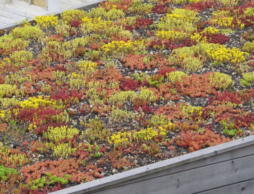 "Groendaken hebben nood aan meer diverse beplanting"