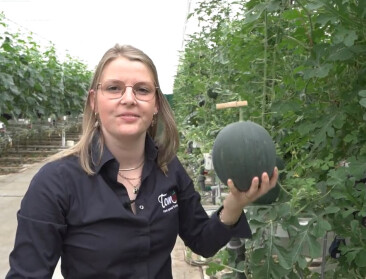 VIDEO: Het verhaal achter de Belgische miniwatermeloen Tomélon