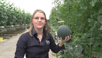 VIDEO: Het verhaal achter de Belgische miniwatermeloen Tomélon