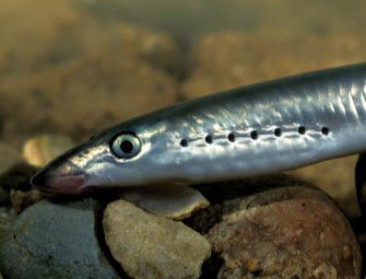 ANB spot parende beekprik in Vlaamse Ardennen