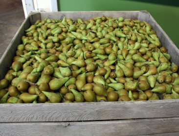 Nieuwe oogst geeft fruittelers nieuwe moed