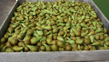 BelOrta heeft vertrouwen in het perenseizoen door groeiende peren tijdens pluk