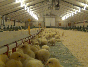 Winst Poultry-Vision in 2015 verachtvoudigd