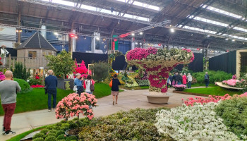 Gent maakt zich op voor historisch bloemen- en plantenfestival Floraliën