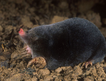 Natuurpunt doet dit weekend beroep op mollenspotters