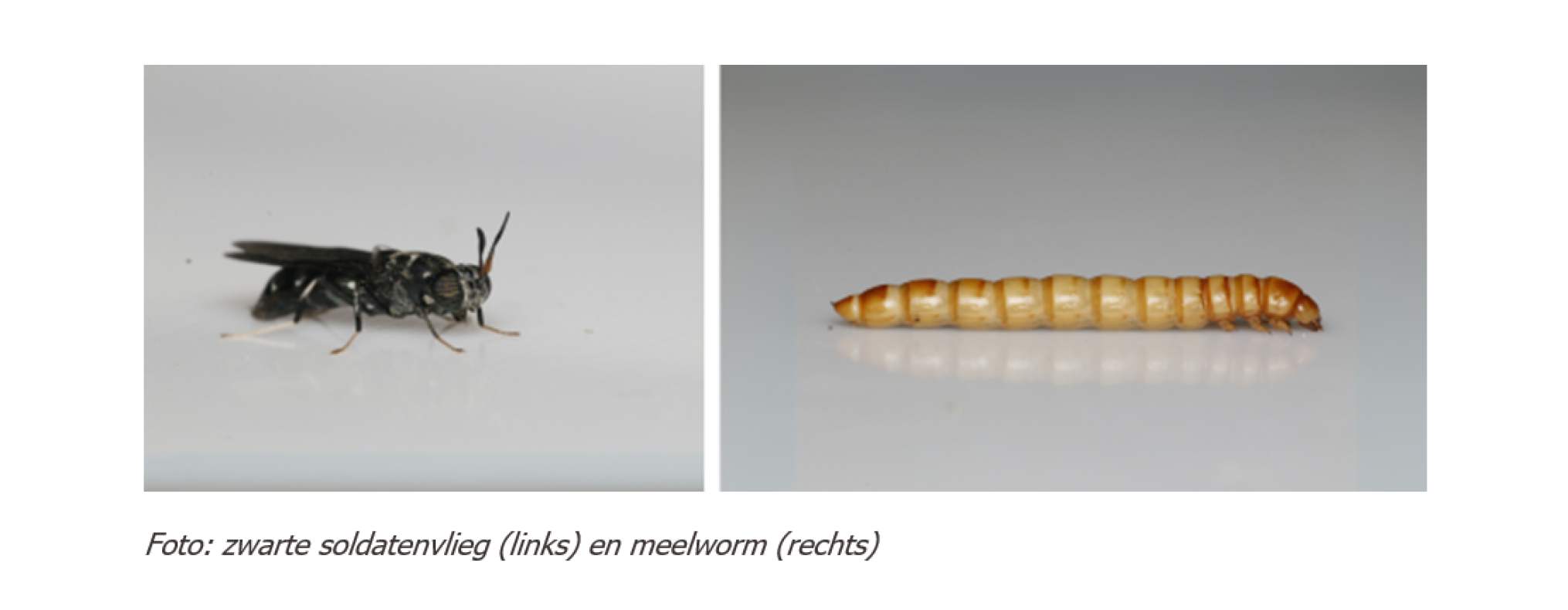 Schermafbeelding 2024-12-13 150152