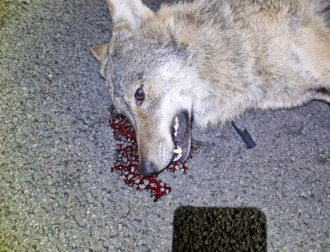 Wolf doodgereden in Geel