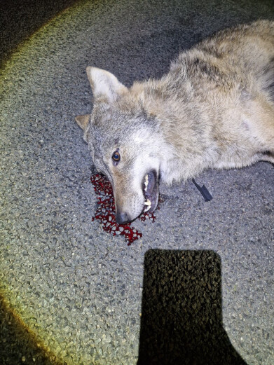 Doodgereden wolf_Geel-Bel_7 november 2025_beeld 02