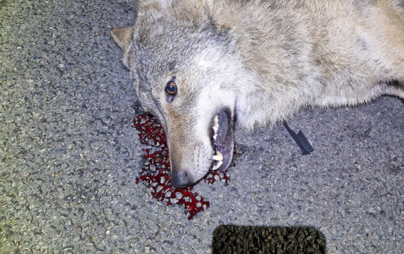 Wolf doodgereden in Geel