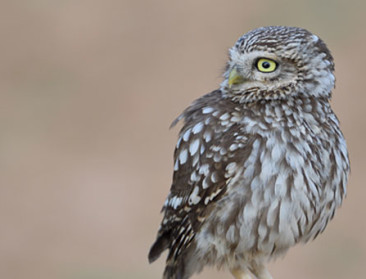 Steenuil is de nieuwe Vogel van het Jaar