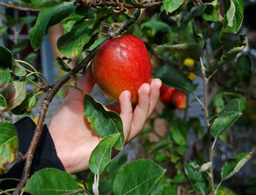 Slechts handvol Belgen eet genoeg groenten, fruit en zuivel