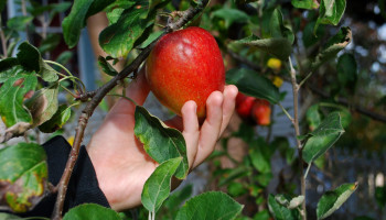 Slechts handvol Belgen eet genoeg groenten, fruit en zuivel