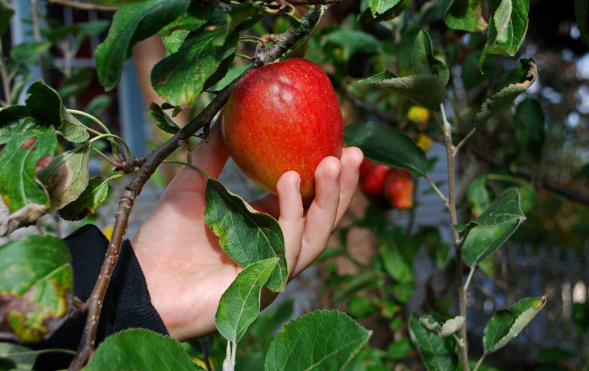 Slechts handvol Belgen eet genoeg groenten, fruit en zuivel
