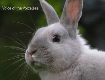 "Pragmatische aanpak hielp reconversie konijnensector"