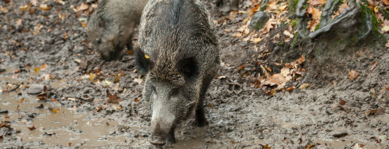 everzwijnafrikaansevarkenspest-1250
