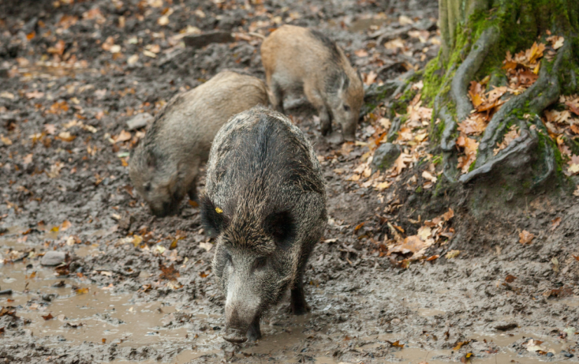 Afrikaanse varkenspest rukt op in Spanje: 18 nieuwe gevallen, mogelijk nieuwe virusstam