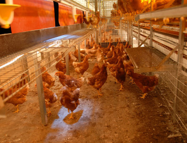 Ook fipronil in 7 niet-verdachte bedrijven