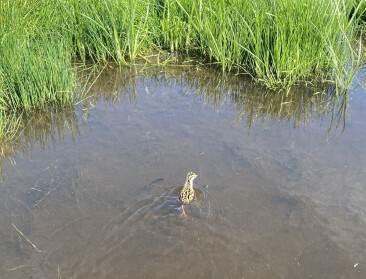 Vernatte graslanden geven weidevogels en trekvogels nieuwe kansen in de Oudlandpolder