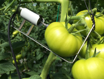Tomaten geteeld met zout water smaken beter