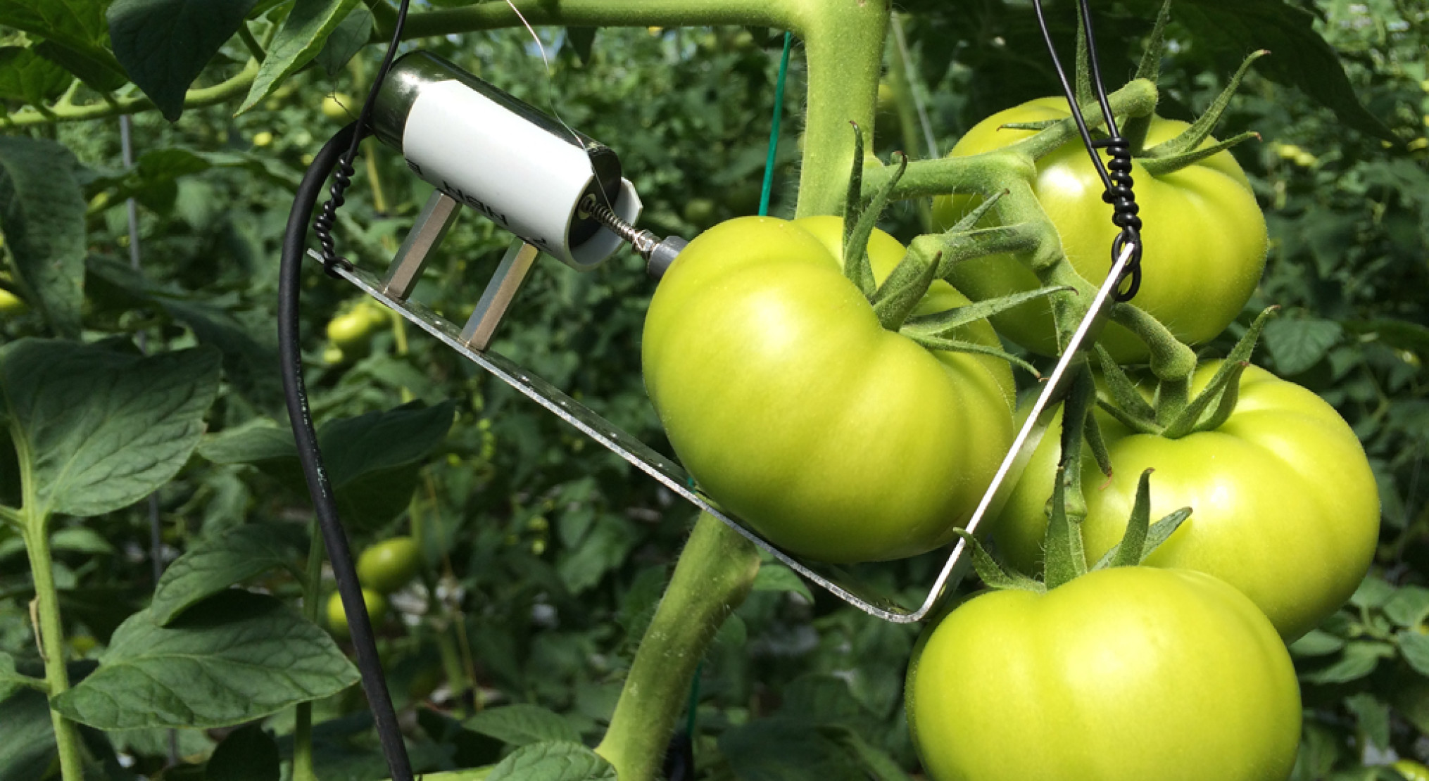 Greensen Handmatige tomatenzuiger, filter van roestvrij staal Greensen Handmatige tomatenzuiger, filter van roestvrij staal