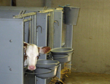 Automatisering spelbreker voor energiezuinig melken