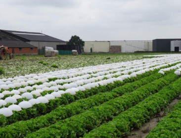 Kartelverbod lijkt Franse andijvietelers toch te nekken
