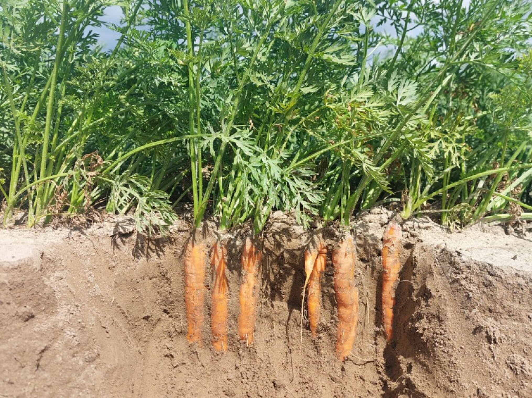 Proefveldbezoek openluchtgroenten