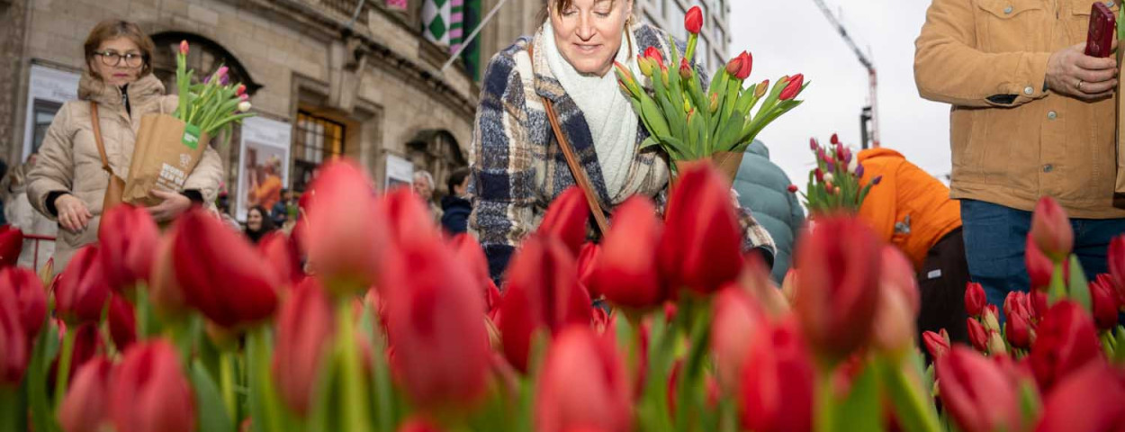 Tulpenpluktuin Antwerpen 2025_2
