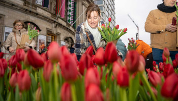Met gratis tulpen in Antwerpen wil sierteeltsector zeker ook jongeren bereiken
