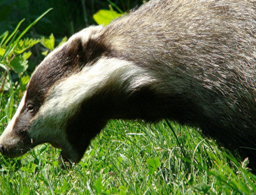 Das aan opmars bezig in Vlaanderen