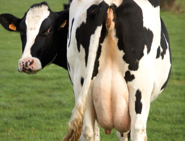 Studie: Meeste veehouders weten te weinig over mastitis