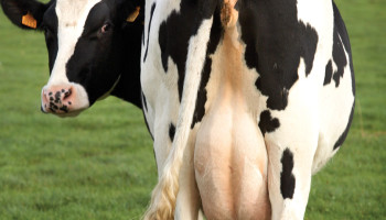 Studie: Meeste veehouders weten te weinig over mastitis