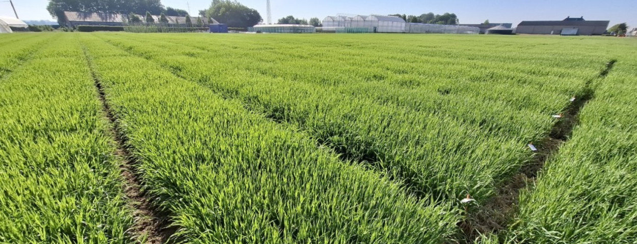 zomerbrouwgerst_Inagro