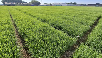 Alternatieve teelten in opmars: maakt zomerbrouwgerst een comeback?