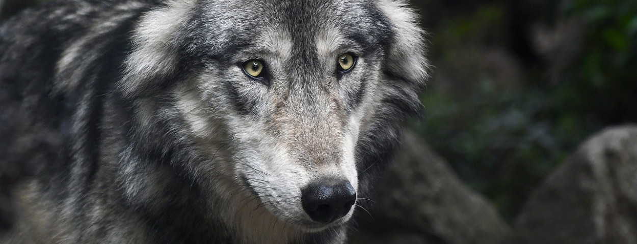 wolf wolven (2)