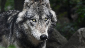 Na Limburg is Antwerpen-Noord nu ook officieel een wolventerritorium