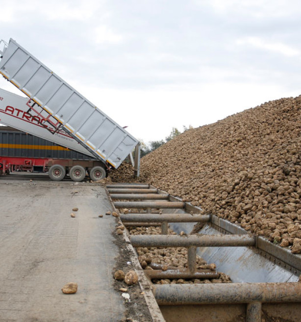 Suikerbietentelers luiden alarmbel na terugschroeven van areaal: "Leefbaarheid in het gedrang"
