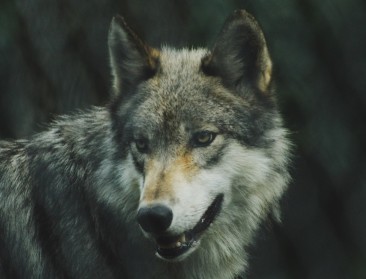 Nieuwe wolf gespot in Wuustwezel