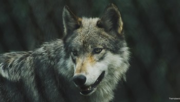 Nieuwe wolf gespot in Wuustwezel