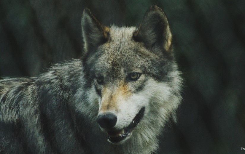 Europese Commissie wil 'strikt beschermde' wolvenstatus veranderen naar 'beschermd'