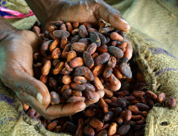 Slechts kwart van cacao-industrie engageert zich voor duurzaamheid