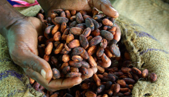 Slechts kwart van cacao-industrie engageert zich voor duurzaamheid