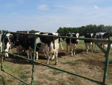 Melkkoe krijgt een gps-tracker om de hals